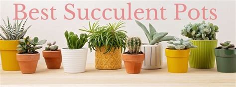 Best Pots For Succulents In 2021 Our Reviews Comparisons Sublime