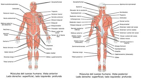 Laminas Educativas Sistema Muscular