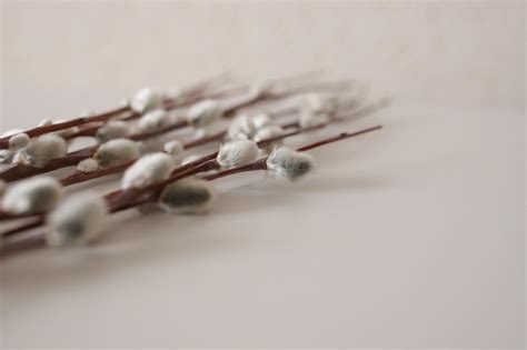 Free Pussy Willow Nature Images Pixabay