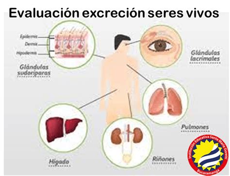 Excreci N En Seres Vivos Science Quizizz