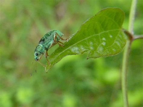 Seidiger Glanzr Ssler Polydrusus Formosus Seidiger Glanz Flickr