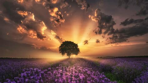 Purple Flowers Field Grass Tree Under Clouds Sky During Sunset Nature