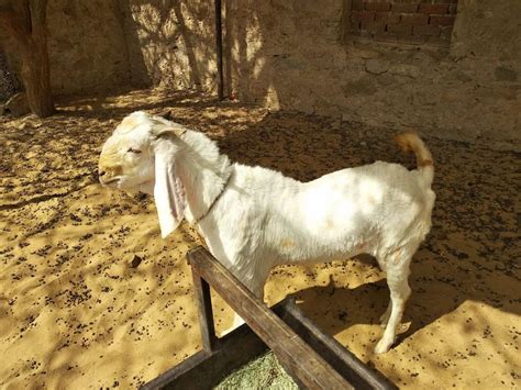 Sirohi Female Goat At Rs 230 Kg Sirohi Goats In Nagaur ID