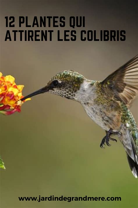 12 Plantes Qui Attirent Les Colibris Attirer Les Colibris Colibris