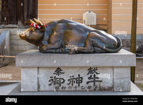 Fukuoka Japan Nov 30 2022 Dazaifu Tenmangu Goshingyu Sacred Ox Is