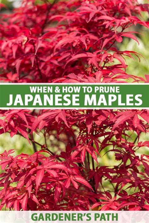 How And When To Prune Japanese Maples Gardeners Path