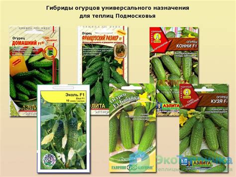 Лучшие сорта огурцов для теплицы из поликарбоната