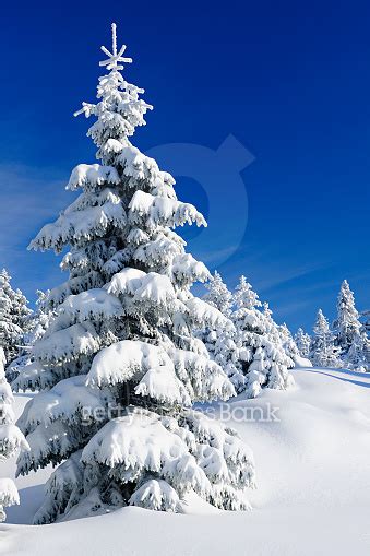 Winter Landscape Spruce Tree Forest Covered By Snow Bright Sunshine