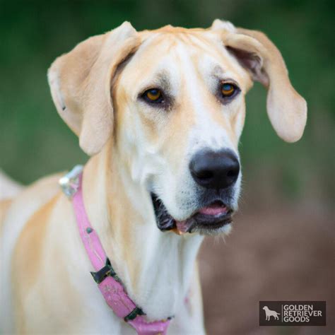 Golden Retriever Great Dane Mix Golden Retriever Goods