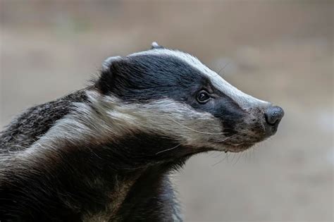 Premium Photo Close Up Portrait Of A Beautiful Badger Meles Meles