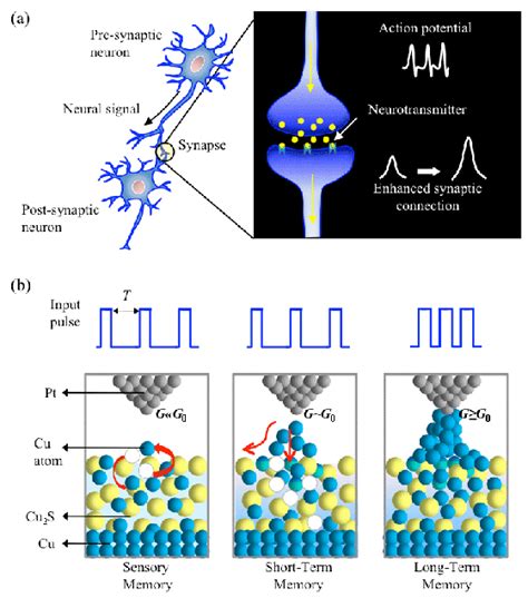 Development Of Synaptic Devices That Change Operations In Response To