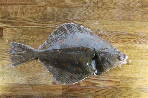 Plaice — Trident Buy Fresh Fish Online