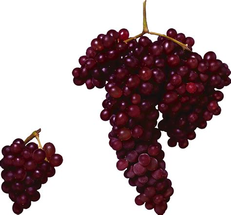 Collection Of Grape Vine Png Hd Free Pluspng