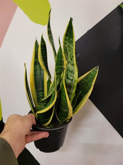 Superba Snake Plant The Curious Plantaholic