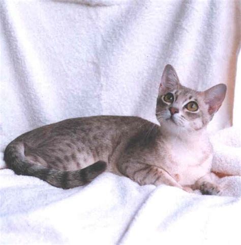 Australian Mist Cat | Cat Breed