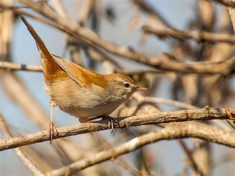 Cettis Warbler Bird Facts Cettia Cetti Birdfact