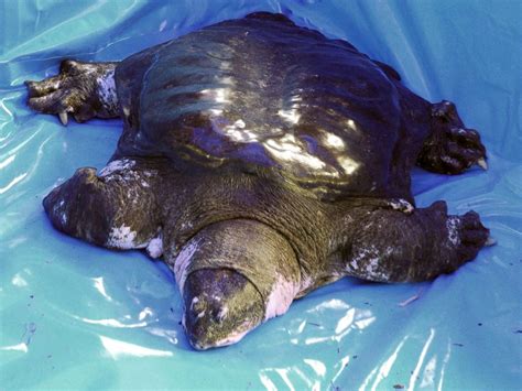 World S Most Endangered Turtle Over 100 Years Old Could Be Mom Soon