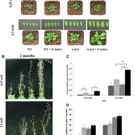 A Phenotypes Of Adult Wt And Wrky6 Plants Grown In The Absence Or