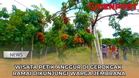 Wisata Petik Anggur Di Gerokgak Ramai Dikunjungi Warga Jembrana Youtube