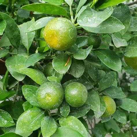 Jual Bibit Tanaman Buah Jeruk Lemon Cui Product Di Seller Zahra Berkah