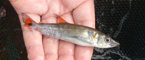 Boca De Perro Cachorro Peces De Trinidad · Inaturalist