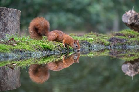 Foto Van Guy Bostijn Inzendingen National Geographic Junior