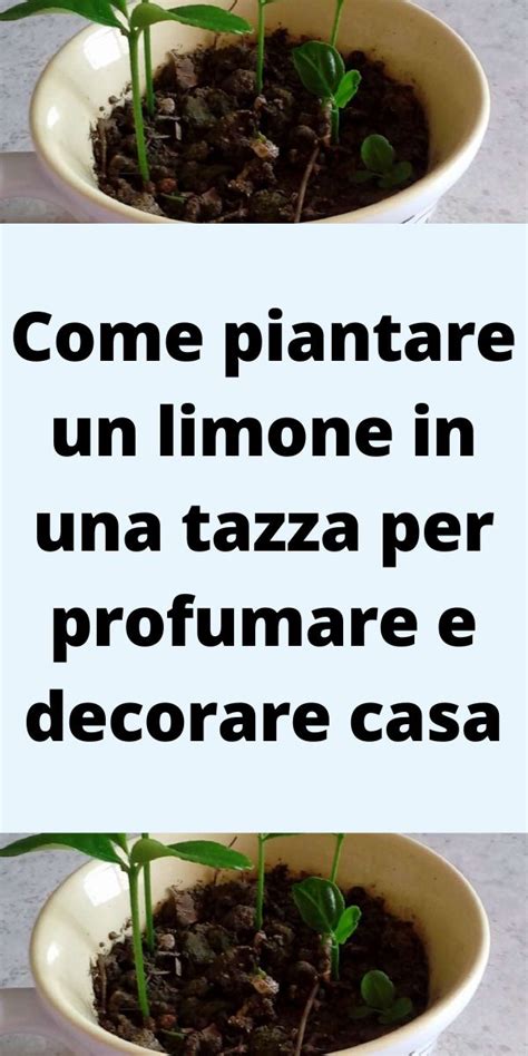 Come Piantare Un Limone In Una Tazza Per Profumare E Decorare Casa