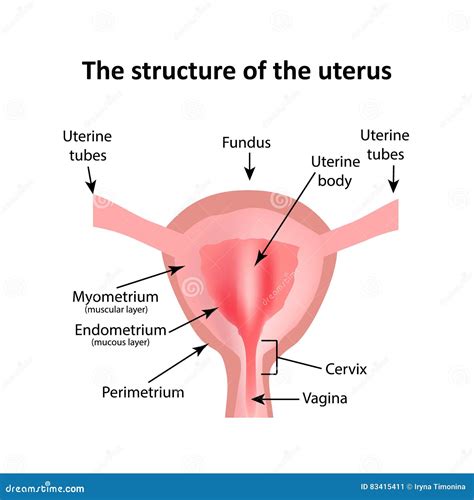 The Structure Of The Uterus The Endometrium Myometrium The Fa Stock