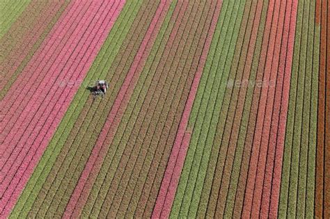 Aerial View of Colorful Tulip Fields