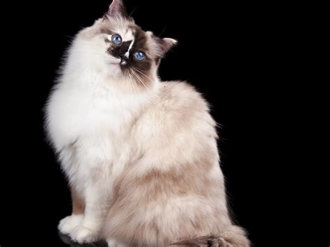 Ragdoll Tortoiseshell Cat Pictures Facts Origin And History Hepper