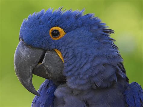 Blue Macaw Bird Biological Science Picture Directory Pulpbits Net