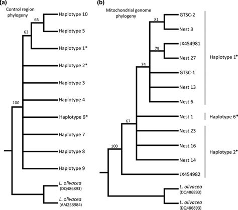 Maximumlikelihood Phylogenetic Reconstruction Of Lepidochelys Kempii