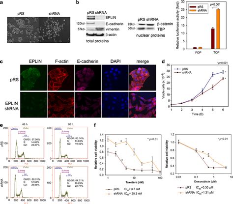 Eplin Depletion Inhibits E Cadherin Expression Activates β Catenin