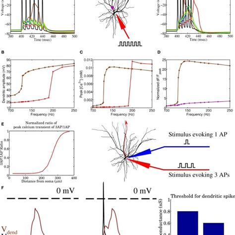 The Biophysical Model Of A Layer 2 3 Pyramidal Cell Is Shown To