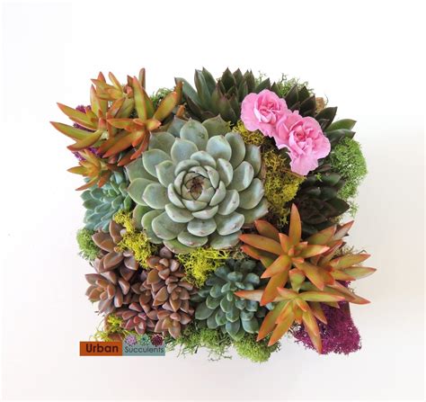 Summer Wood Box Succulent Arrangement Urban Succulents