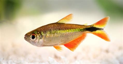 Types of Tetra Fish - AZ Animals