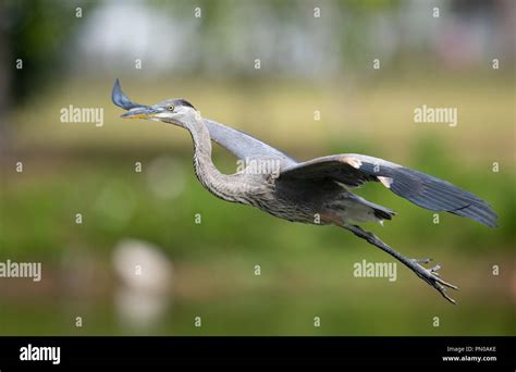 Great Blue Heron In Flight Stock Photo Alamy