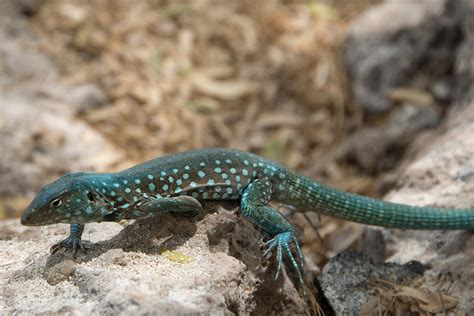 Aruban Whiptail Cnemidophorus Arubensis Aruba Blue Liza Flickr