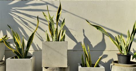 Pourquoi Les Feuilles De Ma Plante Serpent Deviennent Elles Jaunes