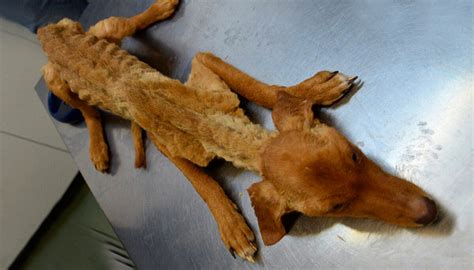 ‘indisputable Neglect Dozens Of Severely Malnourished Dogs Rescued