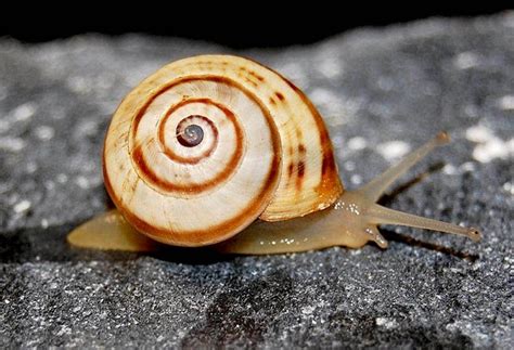 White Italian Snail Madeira Snails · Inaturalist