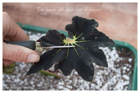 Propagating Begonias A Healthy Life For Me