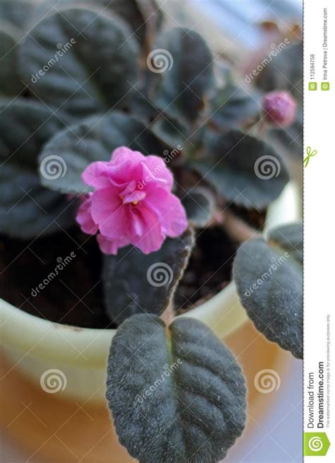 Violeta Del Rosa En Un Pote Foto De Archivo Imagen De Hermoso Rosa