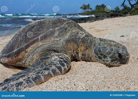 Green Sea Turtle Relaxing On Hawaiian Beach Stock Photo Image Of