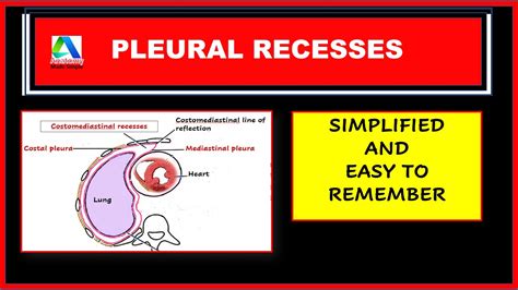 Pleural Recesses Anatomy Costomediastinal And Costodiaphragmatic