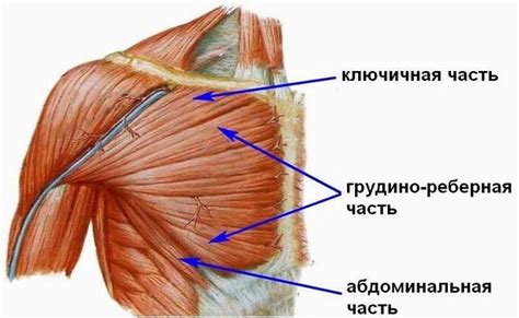 Зона аритмии в большой грудной мышце располагается на правой стороне ...