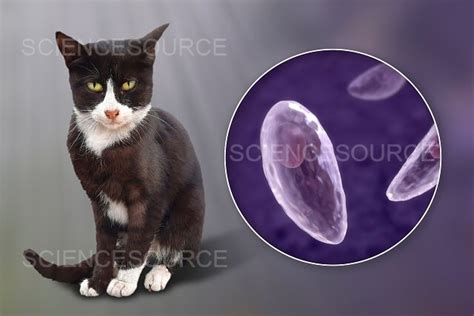 Photograph Toxoplasma Gondii Parasites Illustrat Science Source Images