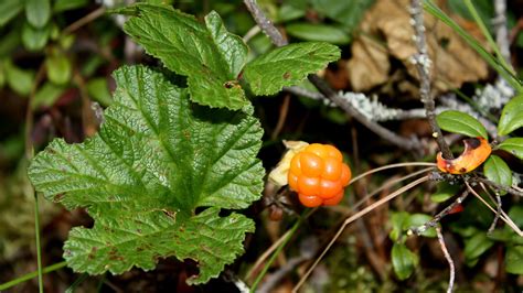 Free Images Tree Nature Swamp Branch Fruit Berry Leaf Flower