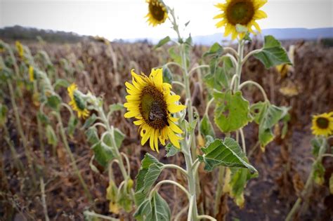 La siembra de girasol en la Región Norte deja buenos resultados