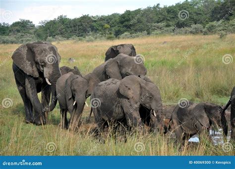 Endangered Elephant Herds - Zimbabwe Stock Photo - Image of greed, poaching: 40069300